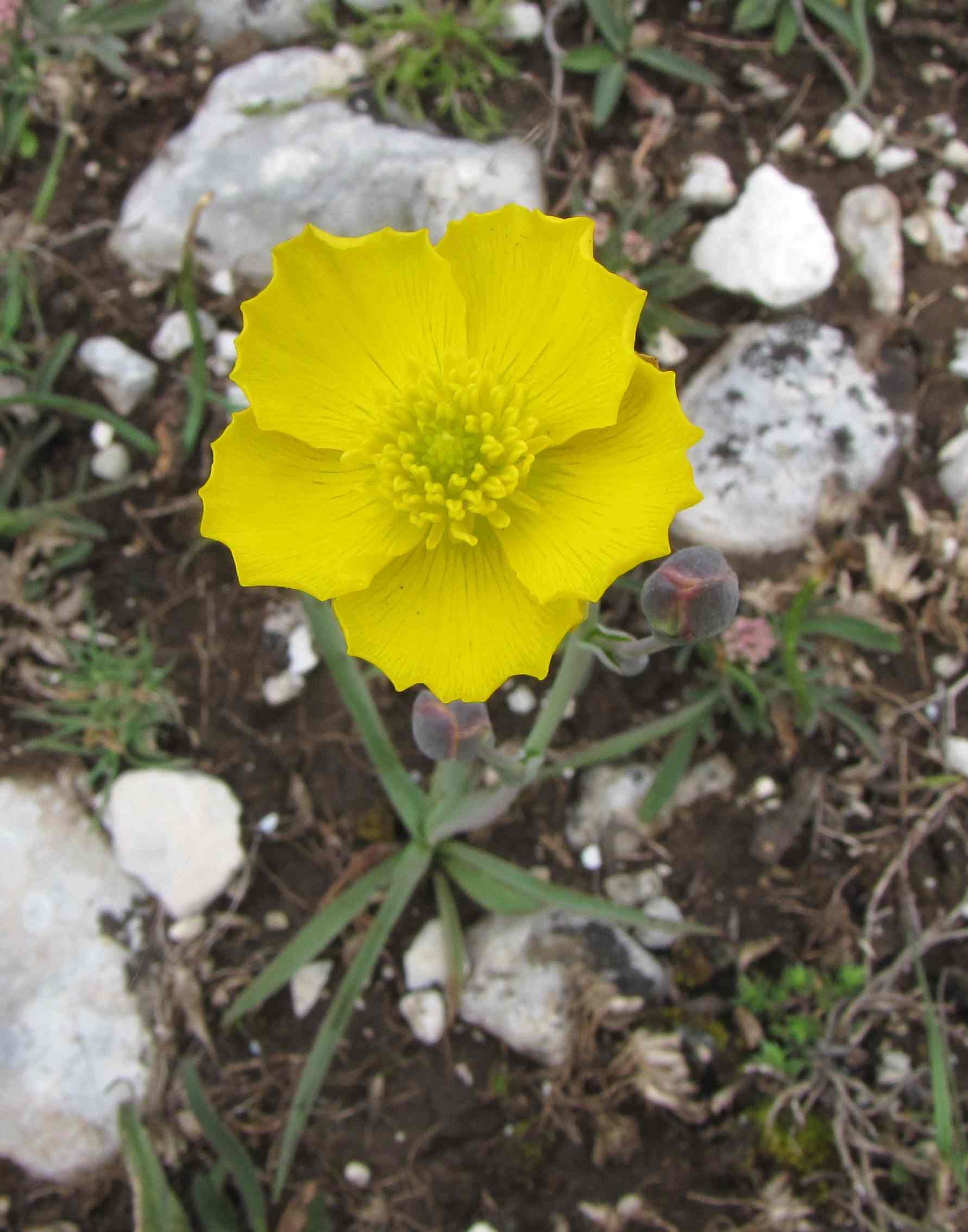 Ranunculus gramineus / Ranuncolo a foglie di gramigna